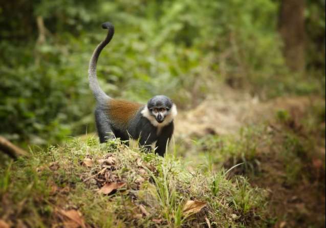 L`hoest`s monkey bwindi impenetrable forest